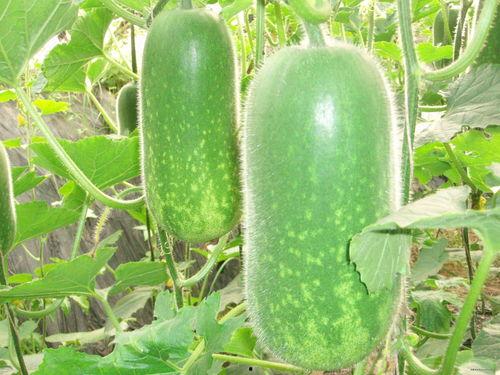 专门吃瓜的群名,揭秘“专门吃瓜”群的热闹日常  第2张