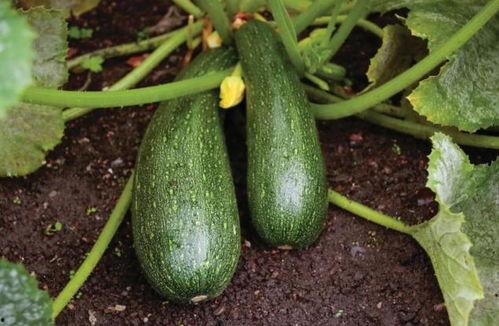 秋季不易吃瓜,秋季饮食新主张