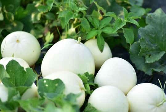 晚上吃小白瓜好吗瓜,健康养生新选择