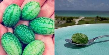 听歌吃瓜,听歌吃瓜两不误  第3张