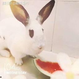 兔子吃瓜图  第2张