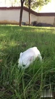 兔子吃瓜图  第3张