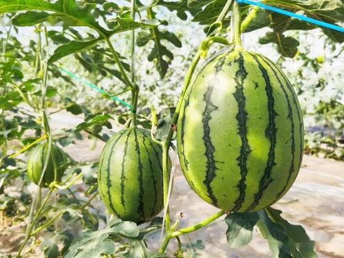 最甜的瓜怎么吃,探索最甜瓜果的完美食用之道 第2张 最甜的瓜怎么吃,探索最甜瓜果的完美食用之道 第2张