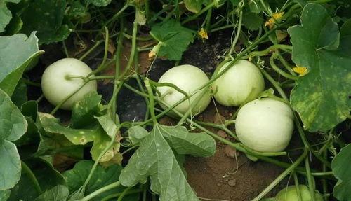 最甜的瓜怎么吃,探索最甜瓜果的完美食用之道 第3张 最甜的瓜怎么吃,探索最甜瓜果的完美食用之道 第3张