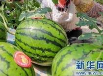 消息后面加吃瓜,明星恋情曝光，吃瓜群众纷纷热议  第3张