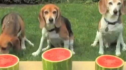 狗怎么吃瓜,瓜果时光里的欢乐瞬间  第2张