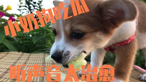 狗怎么吃瓜,瓜果时光里的欢乐瞬间  第3张