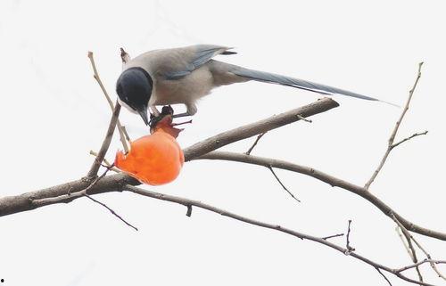 小鸟吃生瓜视频,小鸟挑战生瓜美味大揭秘