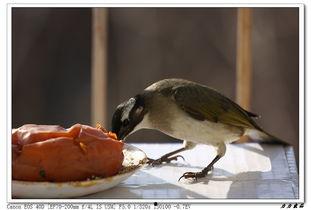 小鸟吃生瓜视频,小鸟挑战生瓜美味大揭秘  第2张