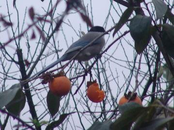 小鸟吃生瓜视频,小鸟挑战生瓜美味大揭秘  第3张