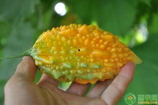 金末吃瓜,揭秘吃瓜群众的逆袭传奇