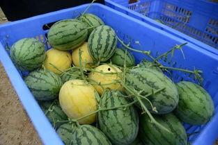 金末吃瓜,揭秘吃瓜群众的逆袭传奇  第2张