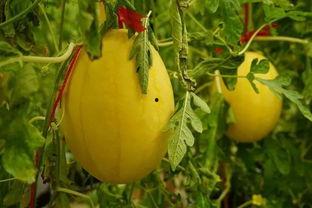 金末吃瓜,揭秘吃瓜群众的逆袭传奇  第3张