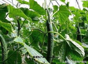 邯郸馆陶吃瓜,瓜香四溢，品味夏日田园风情