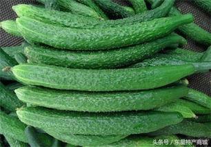 邯郸馆陶吃瓜,瓜香四溢，品味夏日田园风情  第3张