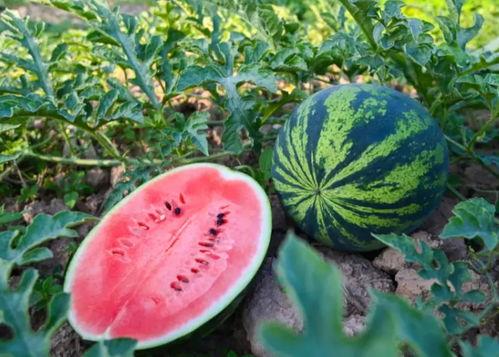 徐徐徐徐吃瓜  第3张