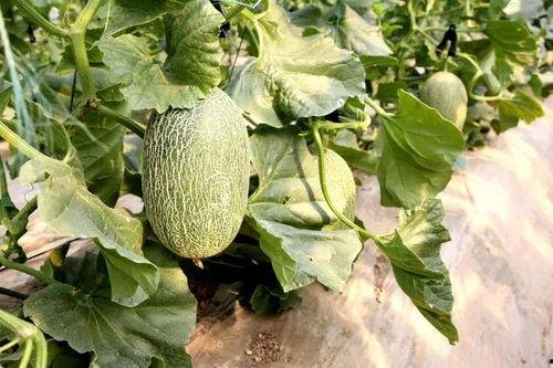 施恩吃瓜,揭秘娱乐圈背后的恩怨情仇  第2张