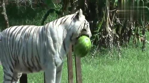 老虎被吃瓜  第2张