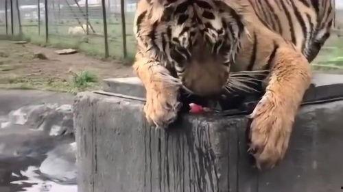 老虎被吃瓜  第3张