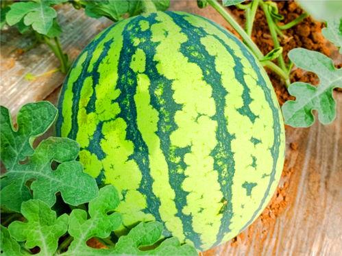 hljfun吃瓜网官网,揭秘东北娱乐圈幕后故事，带你领略东北特色娱乐文化  第2张