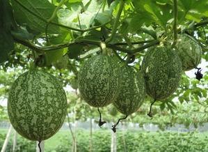 山东吃的吊瓜  第2张