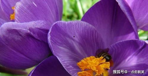 射手月吃瓜  第2张