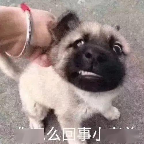 狗头吃瓜小表情  第2张
