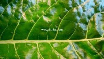 胃炎可以吃茭瓜  第2张