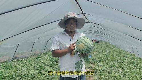 秧田吃瓜怎么拍照好看  第3张