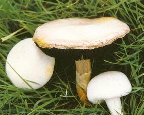 龙瓜菇怎么吃,探索美味与营养的完美结合  第3张