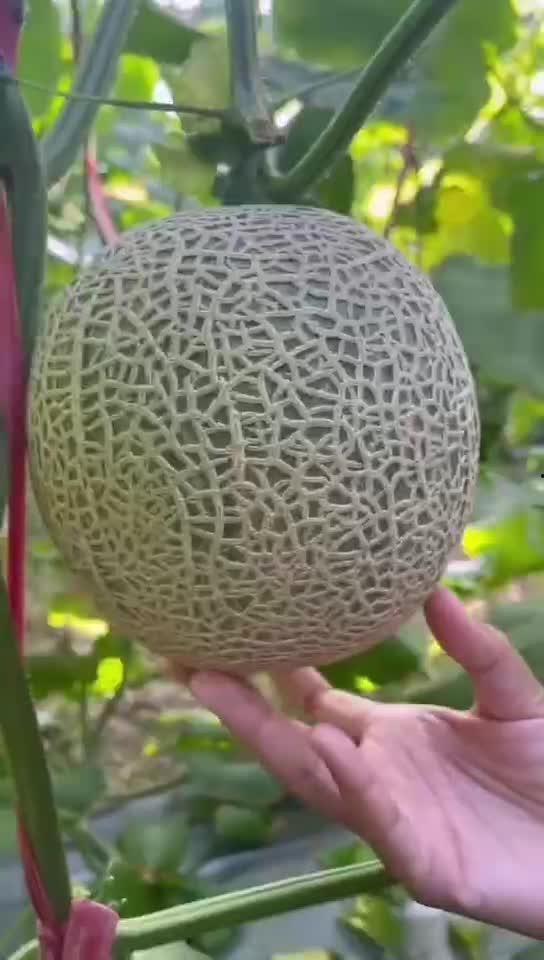 蜗牛吃蜜瓜么,揭秘蜗牛吃蜜瓜的奇妙现象