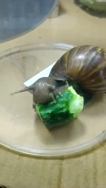 蜗牛吃蜜瓜么,揭秘蜗牛吃蜜瓜的奇妙现象  第2张