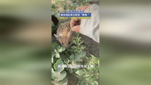 刺猬吃瓜后续,瓜田里的秘密与奇遇  第3张