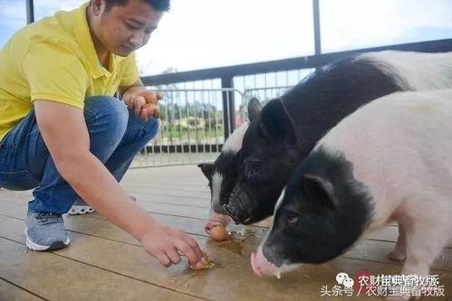 哈密小猪吃瓜图片,萌态十足引网友热议  第2张