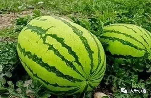 郭灵儿吃瓜,揭秘娱乐圈幕后真相  第3张