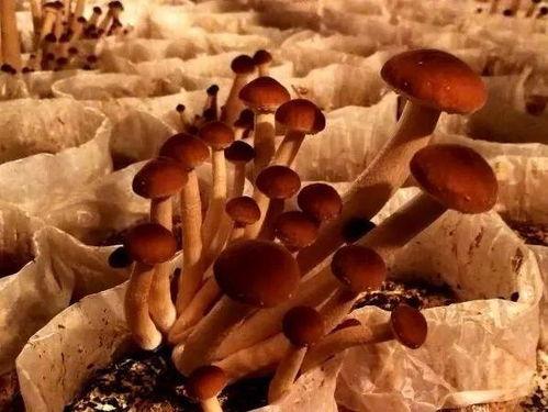 菌主吃瓜,揭秘网络红人的幕后故事  第2张